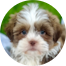 Havashu Puppies For Sale - Fairfield Furbabies Havashu Puppies For Sale - Fairfield Furbabies