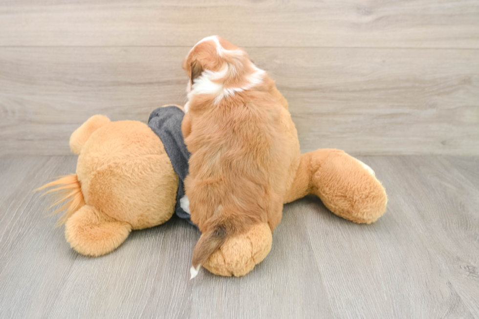 Popular Havashu Designer Pup