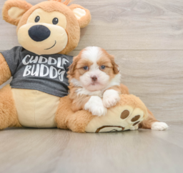 7 week old Havashu Puppy For Sale - Fairfield Furbabies