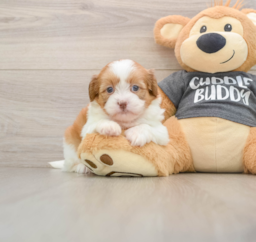 7 week old Havashu Puppy For Sale - Fairfield Furbabies