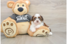 Havashu Puppy for Adoption