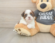 6 week old Havashu Puppy For Sale - Fairfield Furbabies
