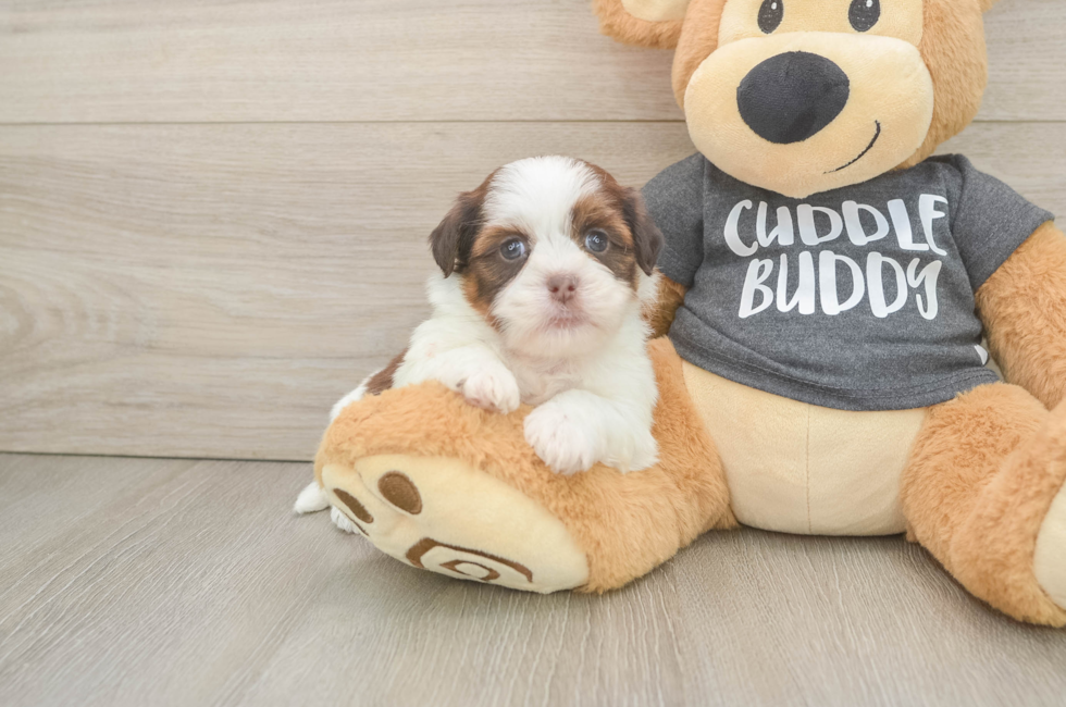 6 week old Havashu Puppy For Sale - Fairfield Furbabies