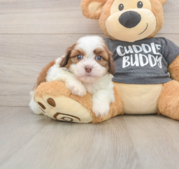 8 week old Havashu Puppy For Sale - Fairfield Furbabies