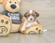 6 week old Havashu Puppy For Sale - Fairfield Furbabies
