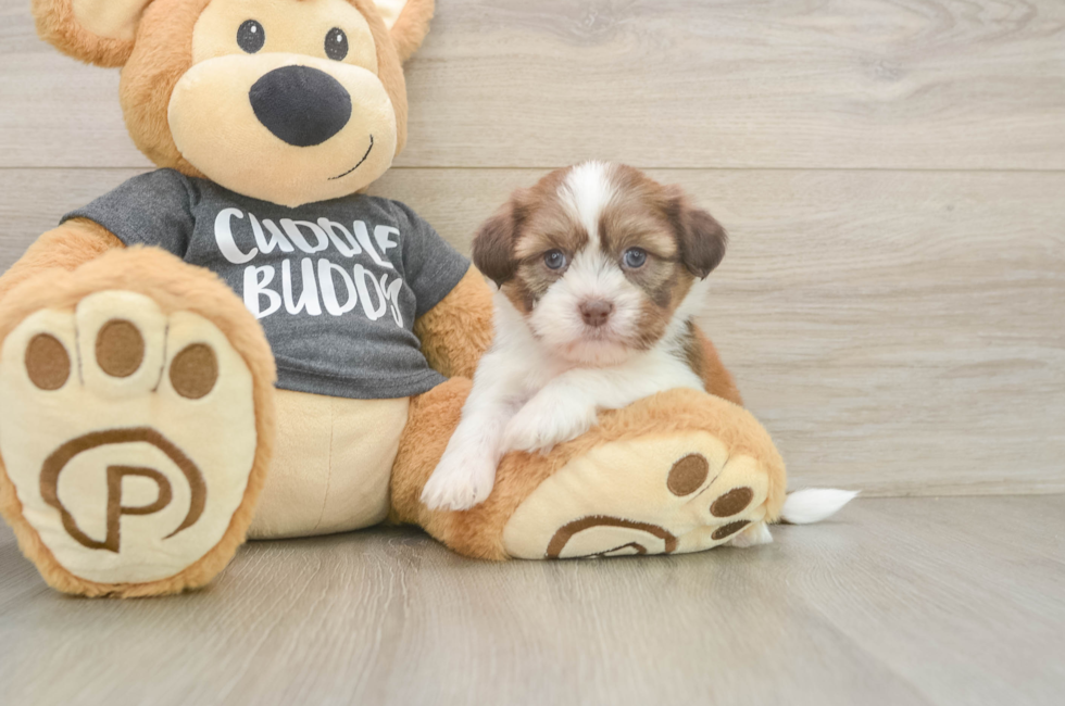 6 week old Havashu Puppy For Sale - Fairfield Furbabies