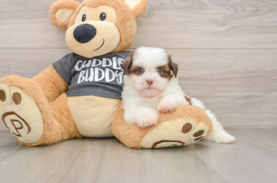 BITZY, a Havashu littermate