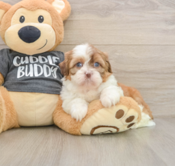 7 week old Havashu Puppy For Sale - Fairfield Furbabies