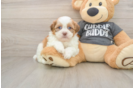 Adorable Havanese Shih Tzu Mix Designer Puppy