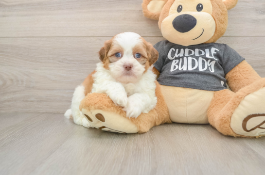 Adorable Havanese Shih Tzu Mix Designer Puppy