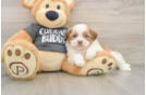 Popular Havashu Designer Pup