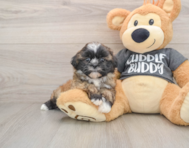 6 week old Havashu Puppy For Sale - Fairfield Furbabies