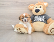 6 week old Havashu Puppy For Sale - Fairfield Furbabies