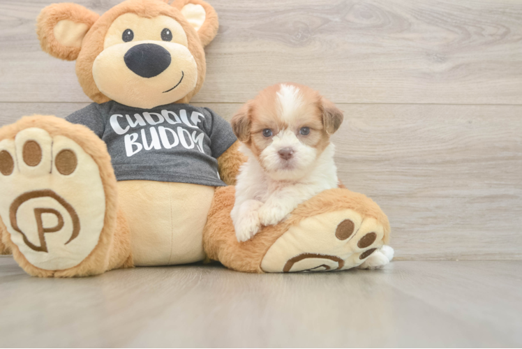 Hypoallergenic Havanese Shih Tzu Mix Designer Puppy