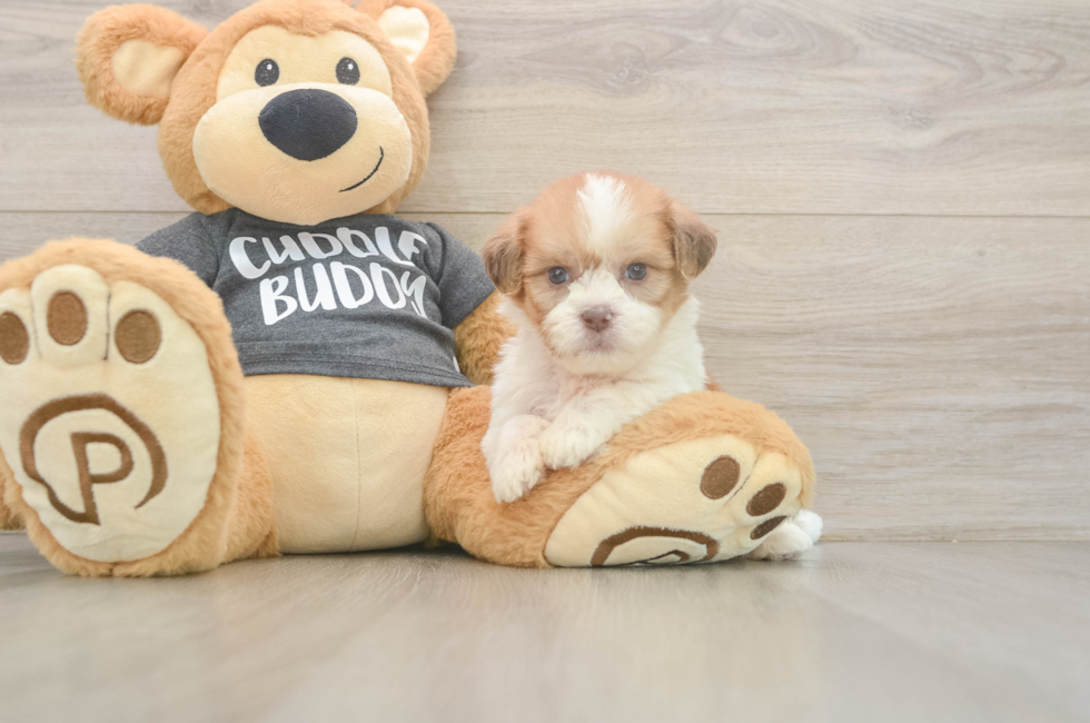 7 week old Havashu Puppy For Sale - Fairfield Furbabies