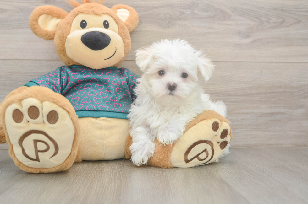 8 week old Maltese Puppy For Sale - Fairfield Furbabies