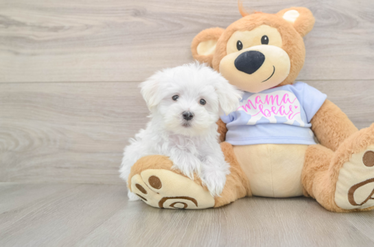 Maltese Puppy for Adoption