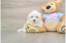 Cute Maltese Purebred Puppy