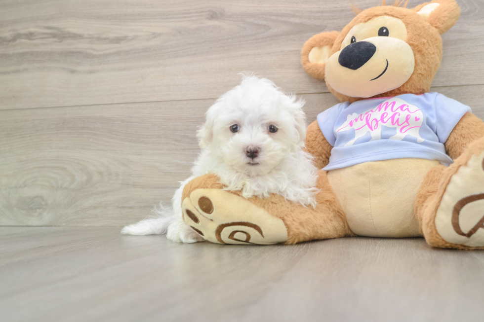 Cute Maltese Purebred Puppy