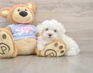 7 week old Maltese Puppy For Sale - Fairfield Furbabies