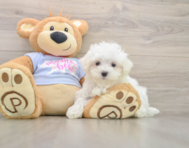 7 week old Maltese Puppy For Sale - Fairfield Furbabies