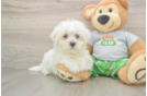 Maltese Puppy for Adoption