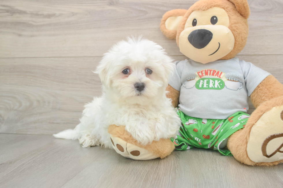 Maltese Puppy for Adoption