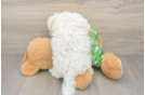 Fluffy Maltese Purebred Puppy