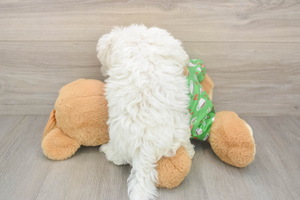 Fluffy Maltese Purebred Puppy
