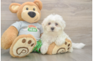 Friendly Maltese Baby