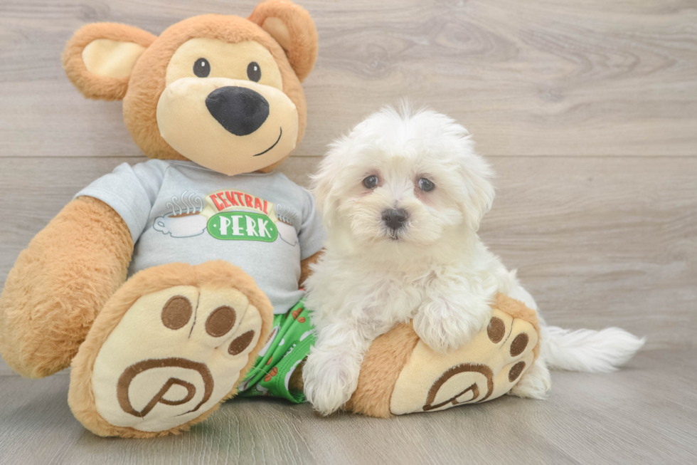 Friendly Maltese Baby