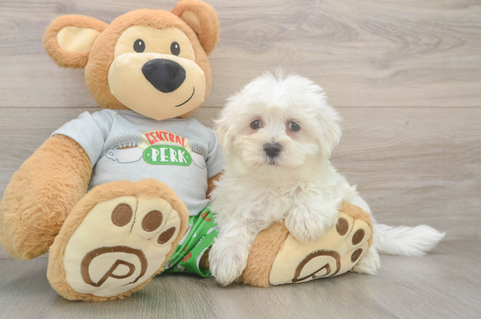 8 week old Maltese Puppy For Sale - Fairfield Furbabies