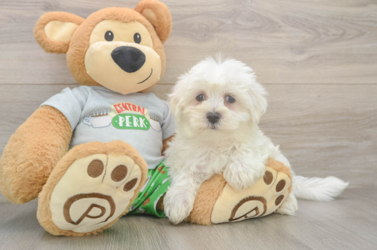 Friendly Maltese Baby