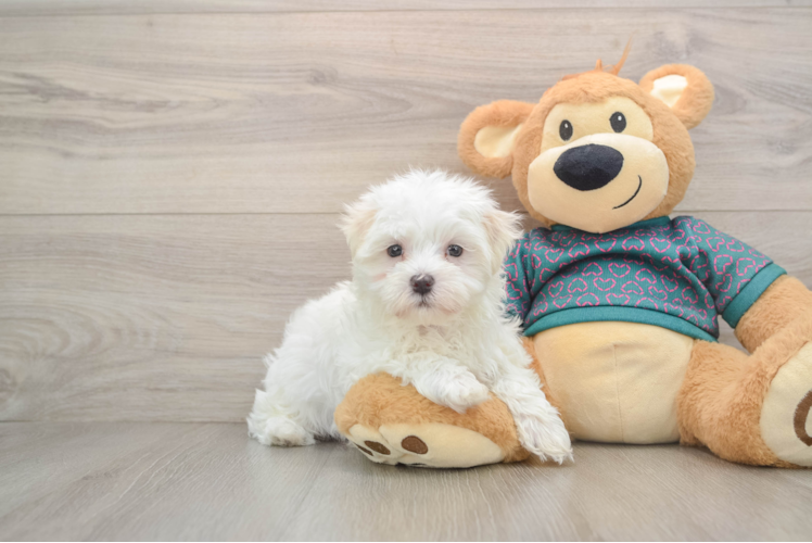 Hypoallergenic Maltese Purebred Pup