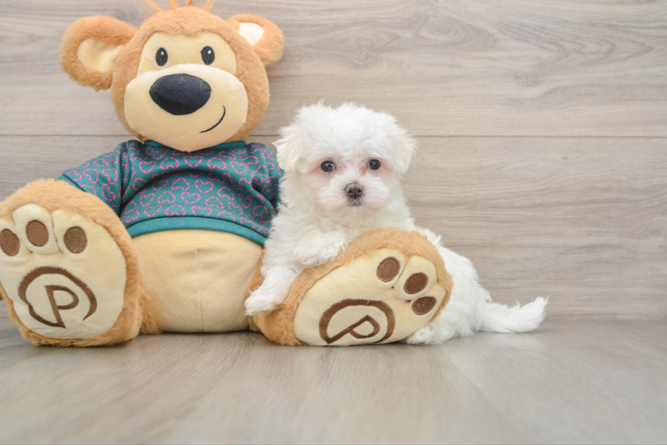 Friendly Maltese Baby