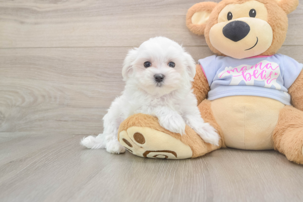 Maltese Puppy for Adoption
