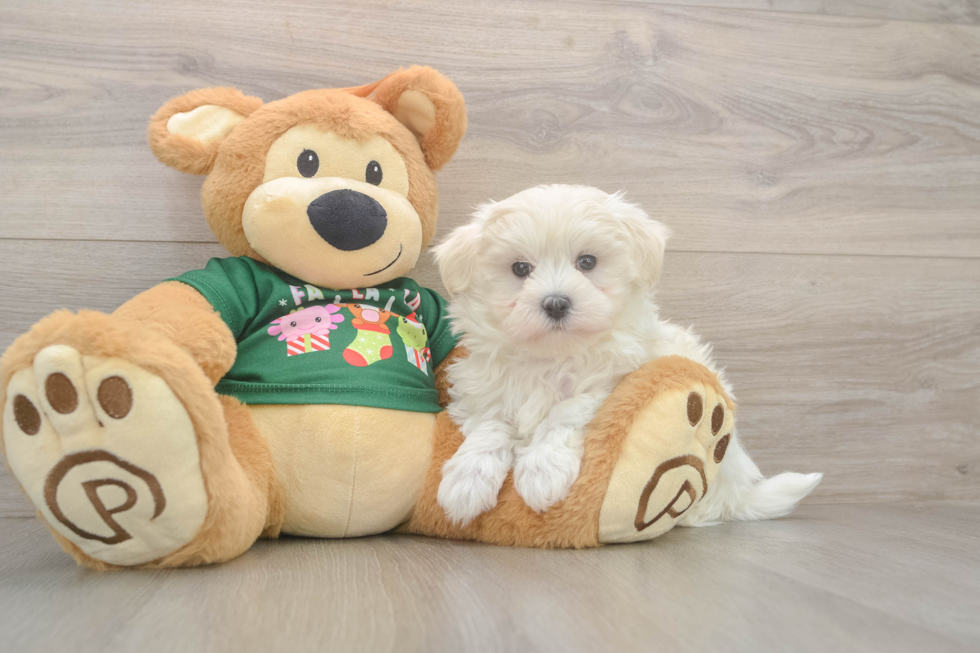 Energetic Maltese Purebred Puppy