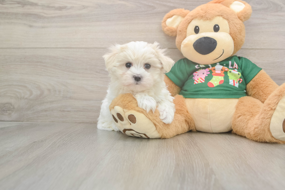 Playful Maltese Purebred Pup
