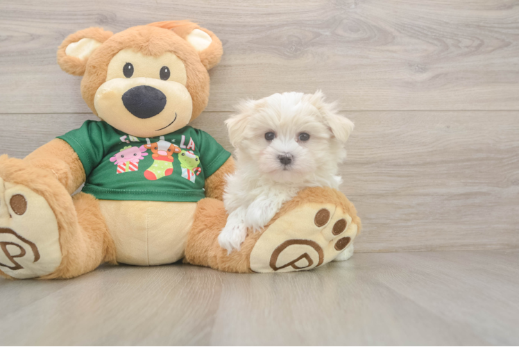 Maltese Puppy for Adoption