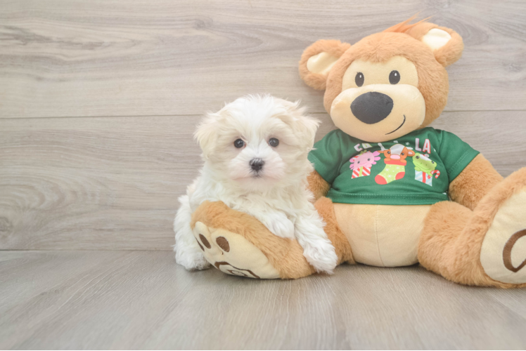 Hypoallergenic Maltese Baby
