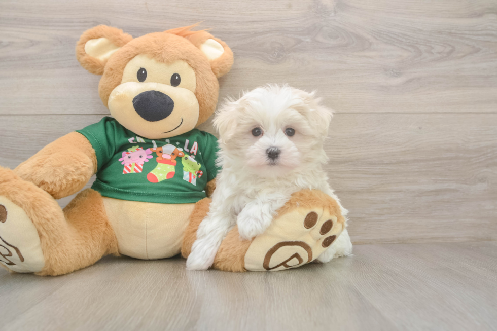 Funny Maltese Purebred Pup