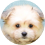 Maltipom Puppies For Sale - Fairfield Furbabies Maltipom Puppies For Sale - Fairfield Furbabies