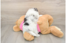 Little Maltese Pom Designer Puppy