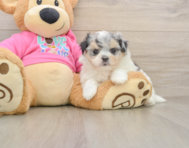 6 week old Maltipom Puppy For Sale - Fairfield Furbabies