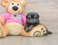 6 week old Maltipom Puppy For Sale - Fairfield Furbabies