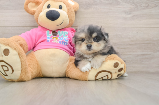 FALCO, a Maltipom littermate
