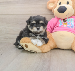 7 week old Maltipom Puppy For Sale - Fairfield Furbabies