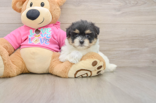 PABLO, a Maltipom littermate