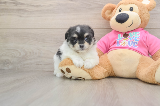 PANDA, a Maltipom littermate