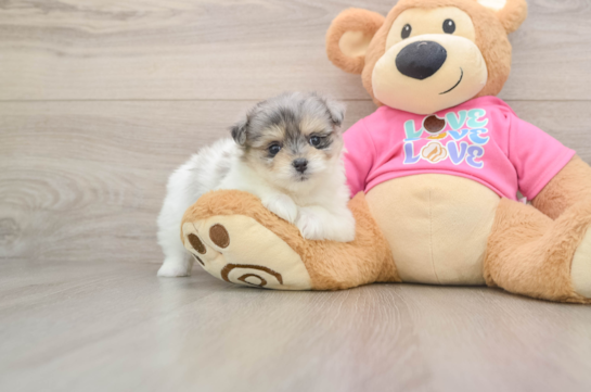 PANDORA, a Maltipom littermate